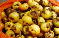 crabapples or small sour apples crabapples or small sour apples