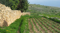 broad beans in Malta