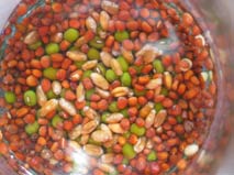 Sprouting seed - bean seed soaking