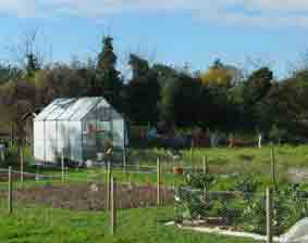 allotment vegetable patch