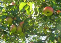 cheaper organic food - Bramley cooking apples on the tree