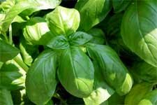 basil leaves