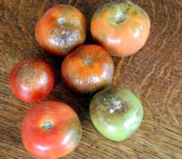 blighty tomatoes are an eyesore