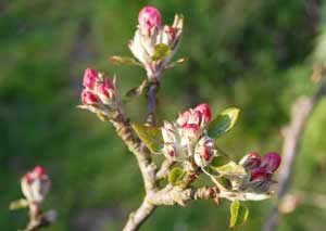 apple blossom buds