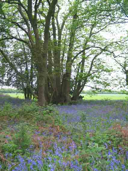 trees in a bluebell wood