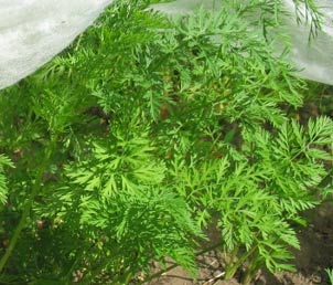 growing carrots statue