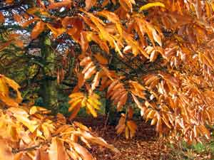 sweet chestnut leaves in autumn