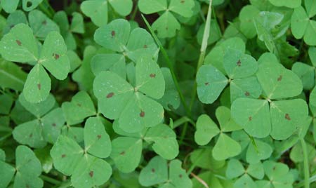 clover leaves