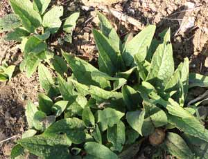comfrey in spring time