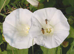 convolvulus flowers with hoverflies