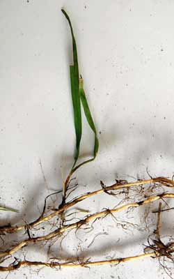 Identifying Weeds - an Easy Guide to Some Common Ones with Images