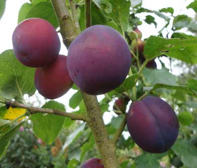Czar plums on the tree