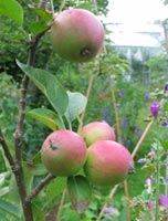 eating apples on tree