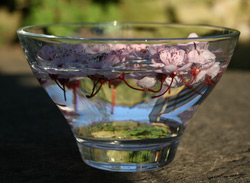 making cherry plum flower essence 