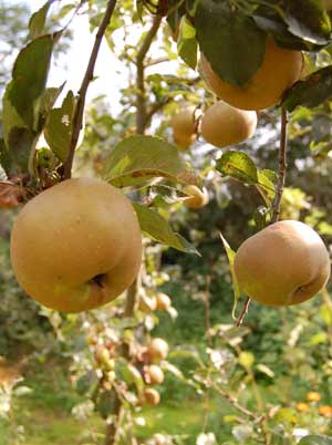 homegrown russet apples