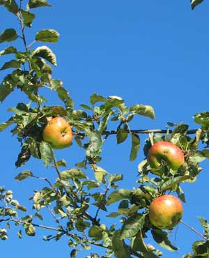Bramley apples on tree with blue sky