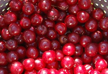 fresh fruit salad recipes: fresh homegrown cherries