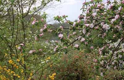 apple blossom