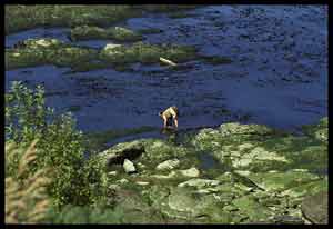 A woman harvesting seaweed in Chile