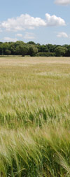 cereal field near harvest time