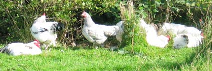 Happy free-range hens