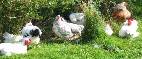 free-range hens enjoying the sunshine