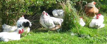 free range hens enjoying the sunshine