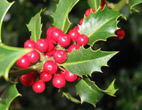 Christmas holly berries