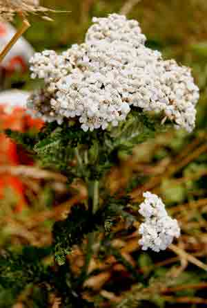 Yarrow flower - Achillea millefolium