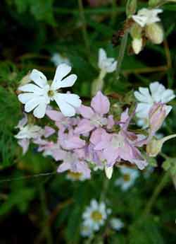 white campion