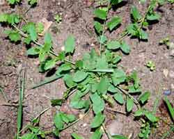 young convolvulus plant