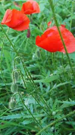 common poppy