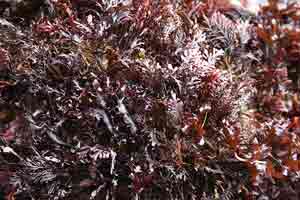 Irish moss and pepper dulse