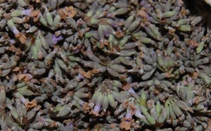 dried lavender flowers