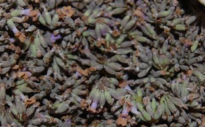 dried lavender