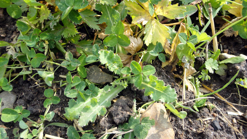 mixed weeds, including a thistle and clover