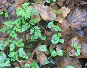 natural mulch of leaves on the forest floor