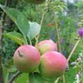 orchards and growing fruit trees