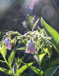 comfrey flowers