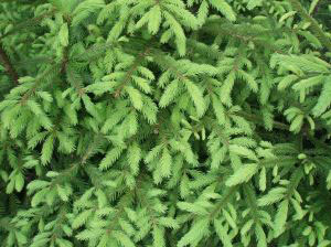 Christmas tree leaves