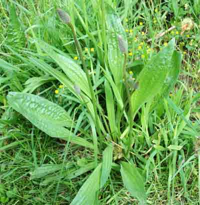 narrow leafed plantain or ribwort
