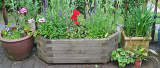 group of planters with herbs and flowers