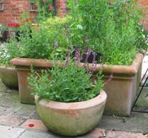 organic gardening compost - container gardening for herbs and flowers