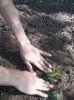 planting a seedling