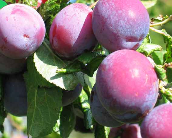 fresh plums on the tree