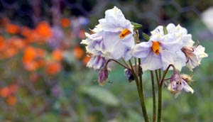 How to grow potatoes - potato flowers are quite pretty