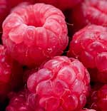 fresh raspberries