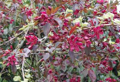 red crabapple flowers