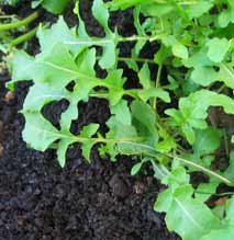 salad ingredients - rocket growing in December