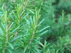 rosemary leaves 400